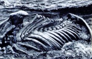 На севере Якутии внутри скелета мамонта нашли уникальное копье