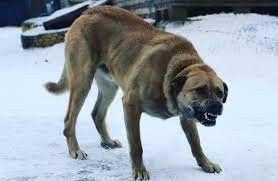 С администрации Вилюйска взыскали 275 тысяч рублей в пользу шестерых детей, пострадавших от безнадзорных собак