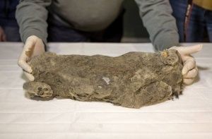 Найденного в Якутии пещерного львенка передали палеонтологам