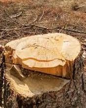 В Якутии на наслежного депутата завели уголовное дело о незаконной рубке леса в особо крупном размере