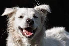 Житель Якутии стал жертвой мошенников при покупке собаки