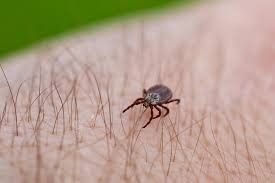 В Якутии зарегистрировано 538 случаев укуса клещами