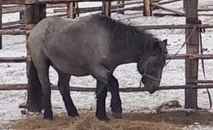 Самовыгул лошадей в Якутске обошёлся их владельцам в круглую сумму