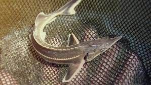 Житель Якутии выплатил за незаконный вылов четырех сибирских осетров более 640 тысяч рублей