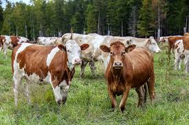 Развитие АПК и пригородов г. Якутска рассмотрели на комиссии Гордумы   