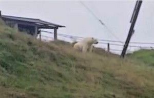 Белый медведь взял в осаду маленькое якутское село