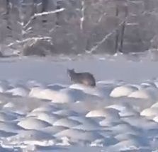 ЧС из-за нападений волков объявили в нюрбинском селе Кюндядя