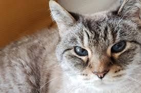 Массовая вакцинация домашних животных против бешенства переносится на более позднее время