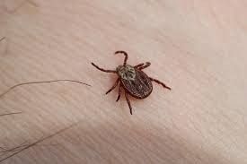 В Якутии зарегистрированы 30 случаев укусов клещами