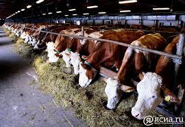 В Якутии на мероприятия «Агростартап» в 2019-2021 годах выделено более 334 млн рублей