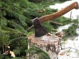 В Якутии выявлены факты незаконной рубки елок