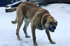 В Верхневилюйске и Нюрбе у хозяйских собак подтвердился бруцеллез