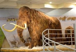 Музей мамонта в Якутске собрал более 3 тысяч экспонатов