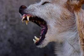 В Таттинском улусе бродячие собаки проникли на территорию двух ферм и задрали четырех телят