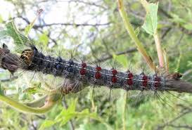 В Якутске принимают меры по локализации сибирского шелкопряда 