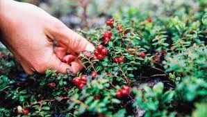 Пропавшие в Оймяконском улусе 71-летняя женщина и 61-летний мужчина нашлись