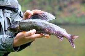 Житель Томпонского улуса осужден за незаконный вылов рыбы