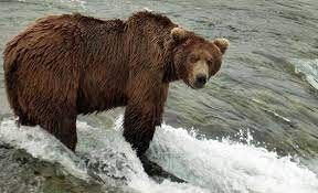 В Якутии медведь ранил женщину: Пострадавшая госпитализирована