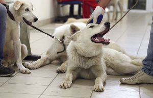 В Якутии возрождают древнюю породу охотничьей лайки