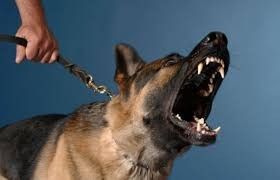 В Олекминском районе собака укусила 10-летнего ребенка: Хозяин животного выгуливал его без намордника