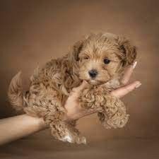 Житель Алданского района хотел купить собаку, но отправил почти 80 тысяч рублей мошенникам