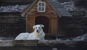 В туристическом комплексе в Якутии отходами от разведения собак загрязнено озеро