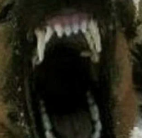 Сегодня огромный пес напал на женщину с ребенком на руках