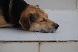 Общественная палата города Якутска призывает повысить ответственность владельцев домашних животных