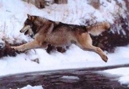 Откуда в таёжной речке Сартан появился сильнейший яд?