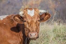 В Якутии сбивший насмерть корову водитель подал иск на владельцев животного