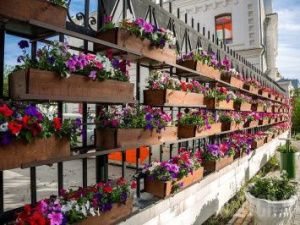 Деревья вместо однолетних цветов. Мэрия Якутска думает над новыми идеями озеленения города