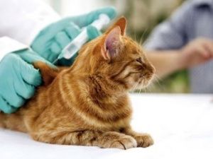 В микрорайонах Птицефабрика, Залог проведут бесплатную вакцинацию