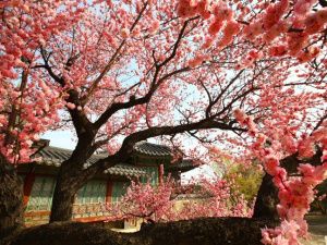 «МедЭкспо. Здоровье и красота»: якутянам расскажут о лечении и отдыхе в Корее