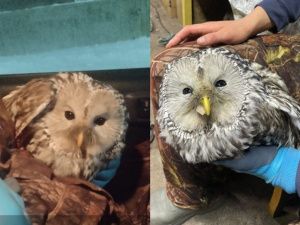 Якутянин спас раненую сову, угодившую в капкан