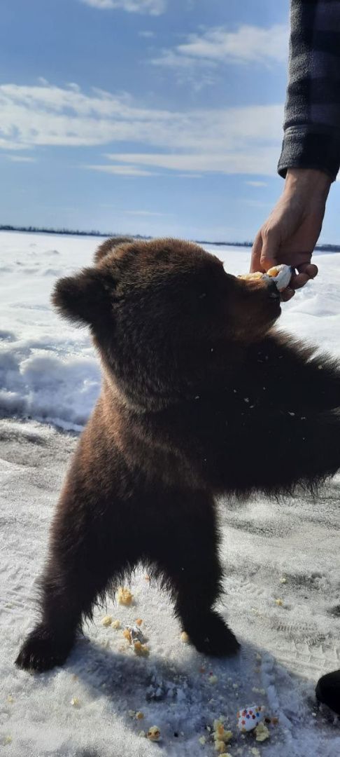 Осиротевший медвежонок спасен!
