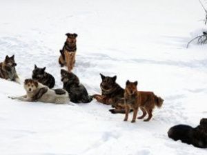 Полицейский применил оружие, чтобы спасти детей от своры собак