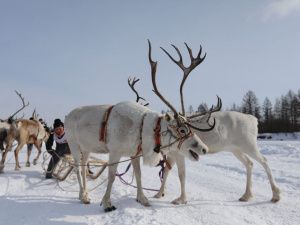День оленевода отметили в селе Иенгра Якутии