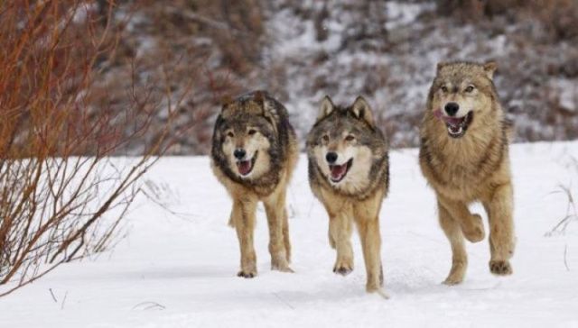 Кто настоящий хозяин в городе. Собаки или люди?