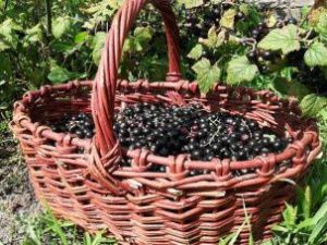 Житель Якутска украл корзину со смородиной на даче