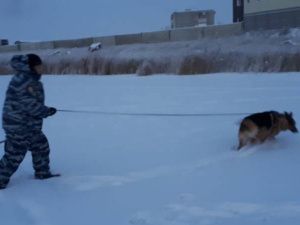 Служебная овчарка Рекс помогла раскрыть кражу велосипеда