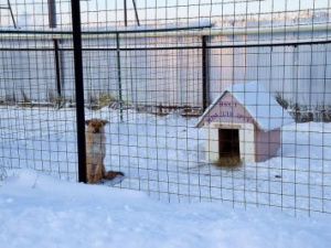 В Якутии зоозащитники требуют тотальной стерилизации всех кошек и собак