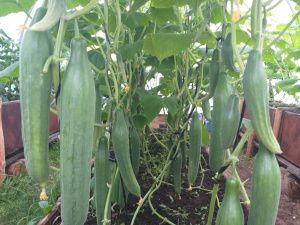 Жительница Сунтарского района разбила на своём участке малиновую плантацию