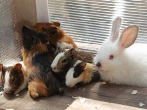 Прокуратура и Россельхознадзор нашли нарушения в работе контактных зоопарков Якутска