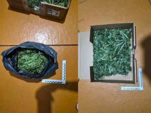 Собрали коноплю для себя: в Таттинском районе возбуждены уголовные дела