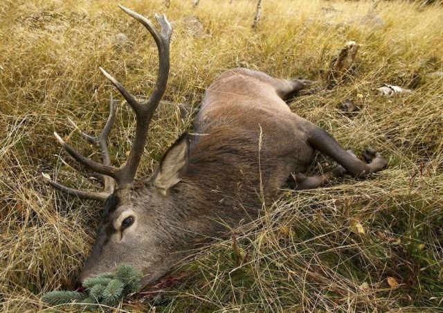 В Аллаиховском районе выявили оленя, заболевшего бешенством