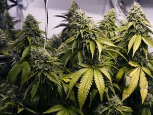 Землепользоватей призывают принять меры к нераспространению наркосодержащих растений 