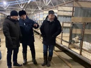 В Якутске счастливые отловленные собаки сидят, ждут обед