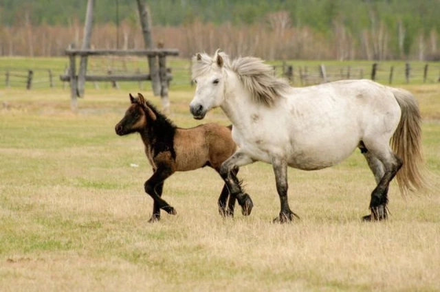 Лошадь ударила копытом шестилетнего мальчика в лицо