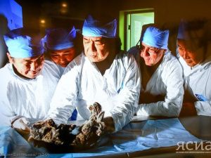 Ученые поделились результатами исследования абыйских пещерных львят