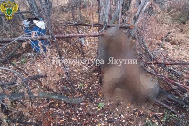 Жестокое убийство: Осужден деревенский житель, задушивший медведицу и двух медвежат с помощью петель